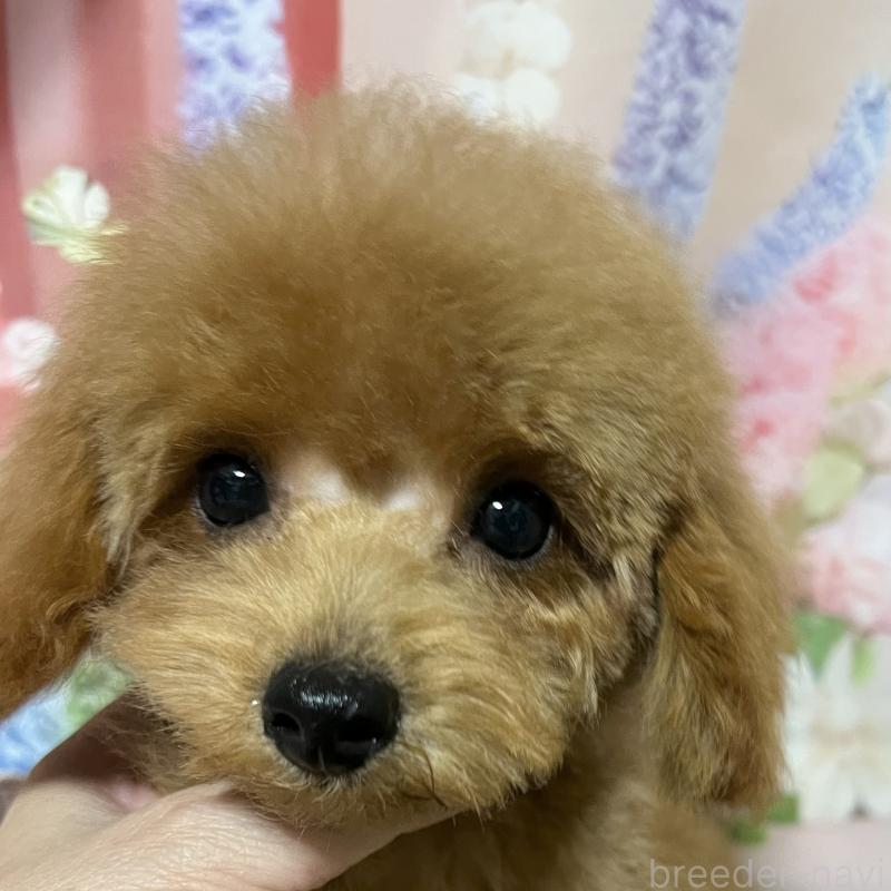 販売中の岡山県のタイニープードル-428377