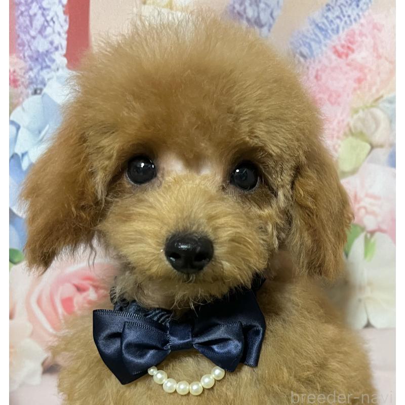 販売中の岡山県のタイニープードル-428377の6枚目