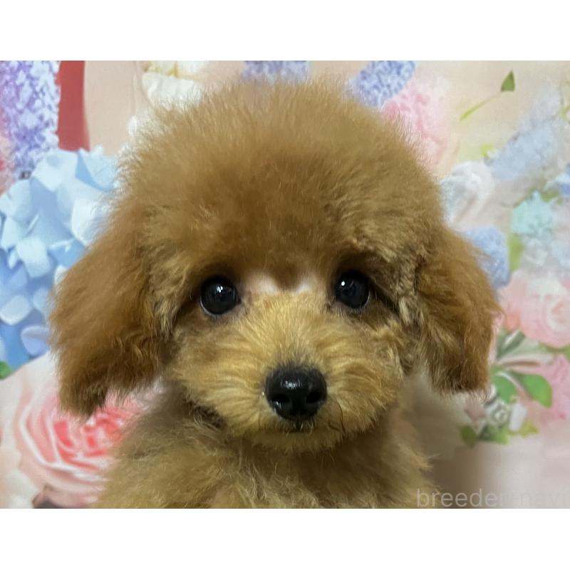 販売中の岡山県のタイニープードル-428377の5枚目