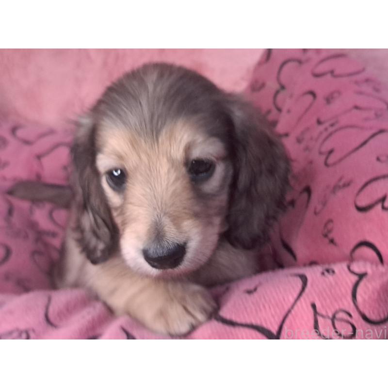 販売中の愛知県のミニチュアダックスフンド(ロングヘアード)-423202の14枚目