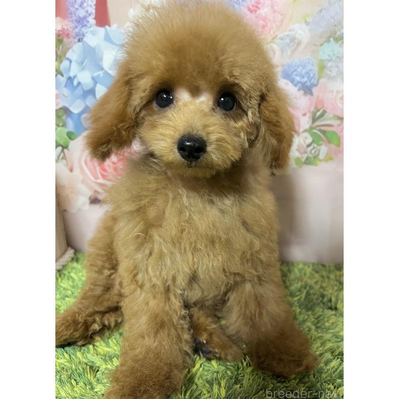 販売中の岡山県のタイニープードル-428377の4枚目