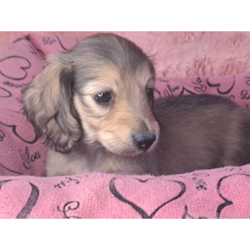 販売中の愛知県のミニチュアダックスフンド(ロングヘアード)-423202の13枚目