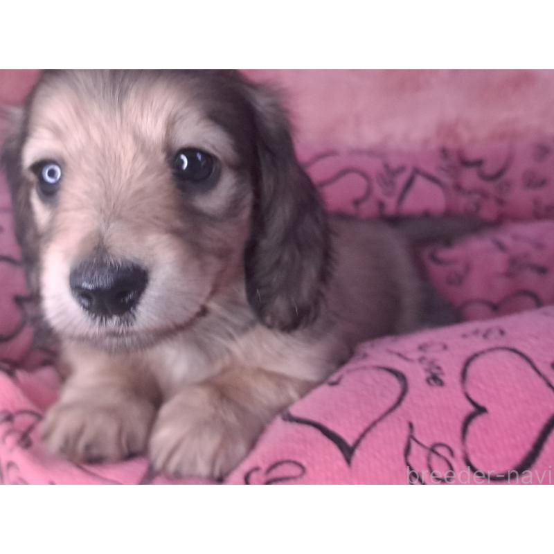 販売中の愛知県のミニチュアダックスフンド(ロングヘアード)-423202の12枚目