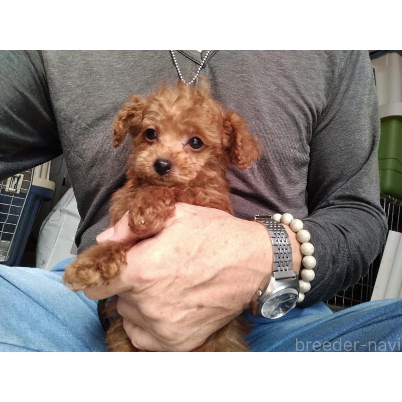 商談中の鹿児島県のティーカッププードル-428380の8枚目