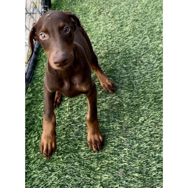 販売中の奈良県のドーベルマン-428379の4枚目