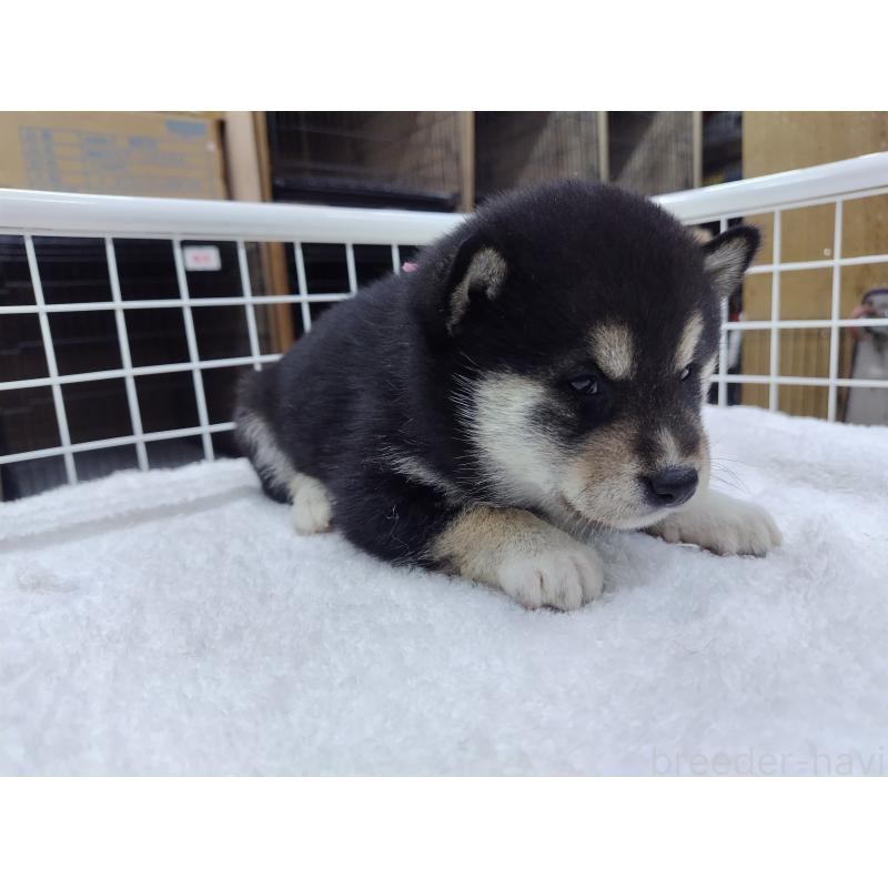 販売中の大阪府の柴犬-428381の3枚目