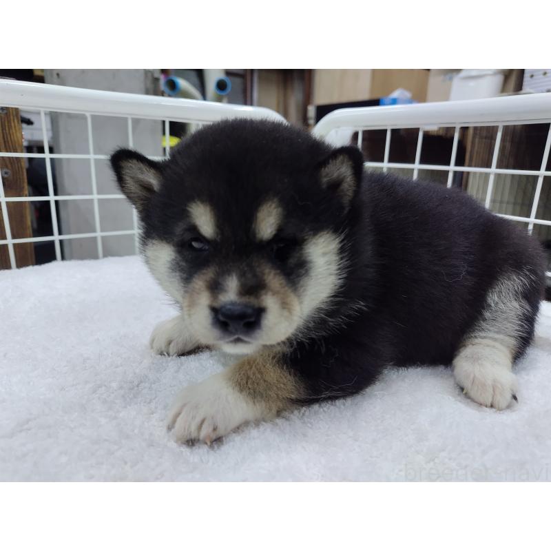 販売中の大阪府の柴犬-428381の2枚目