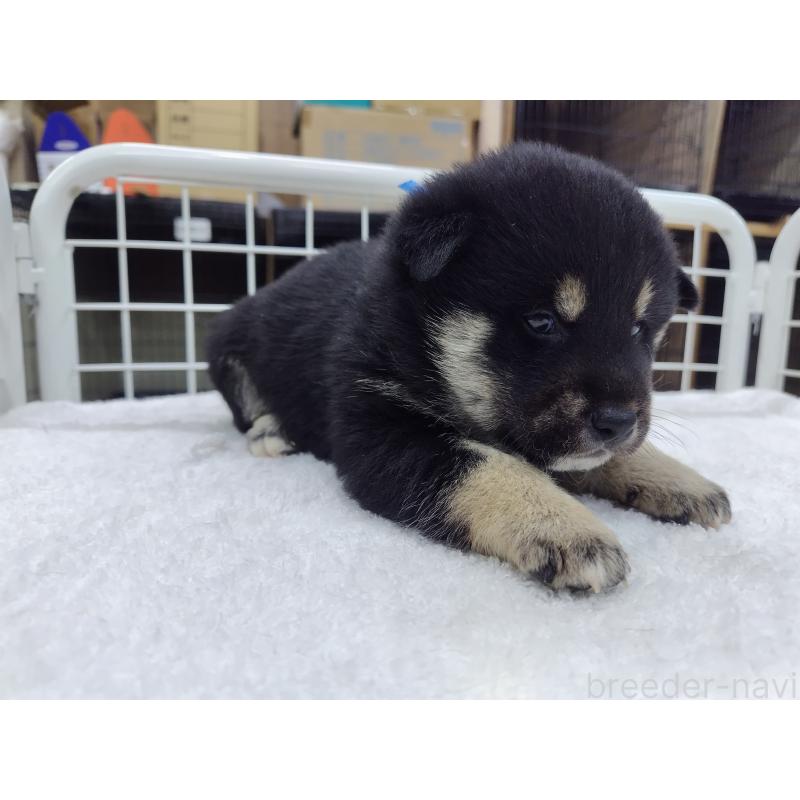 販売中の大阪府の柴犬-428382の3枚目