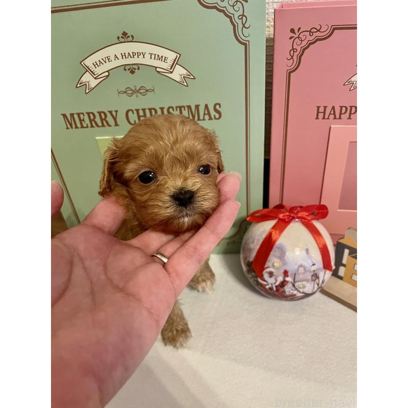 販売中の神奈川県のキャバプー:キャバリア×トイプードル-427646