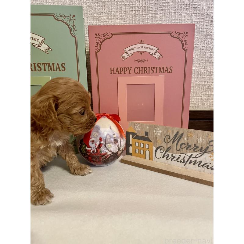 販売中の神奈川県のキャバプー:キャバリア×トイプードル-427646の6枚目