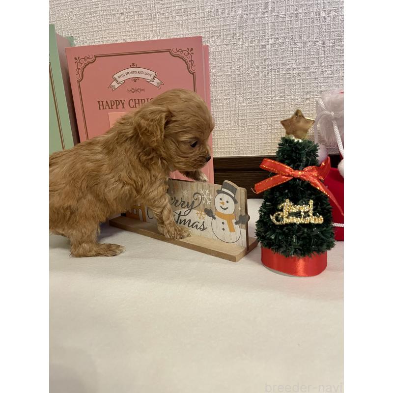 販売中の神奈川県のキャバプー:キャバリア×トイプードル-427646の5枚目