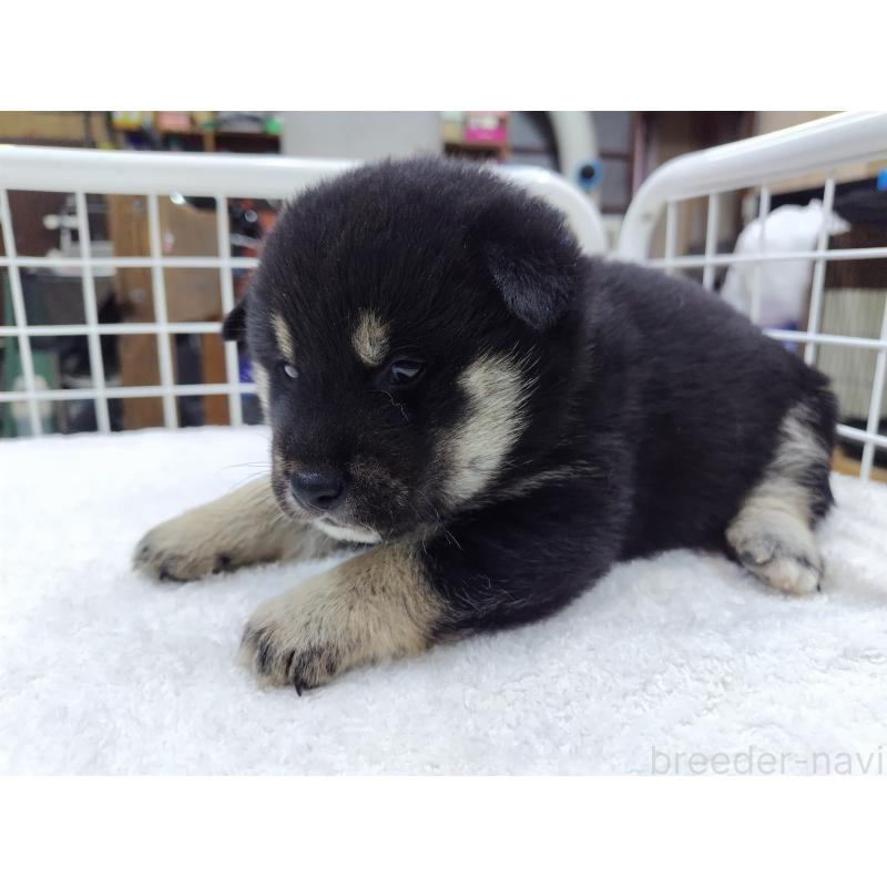 販売中の大阪府の柴犬-428382の2枚目