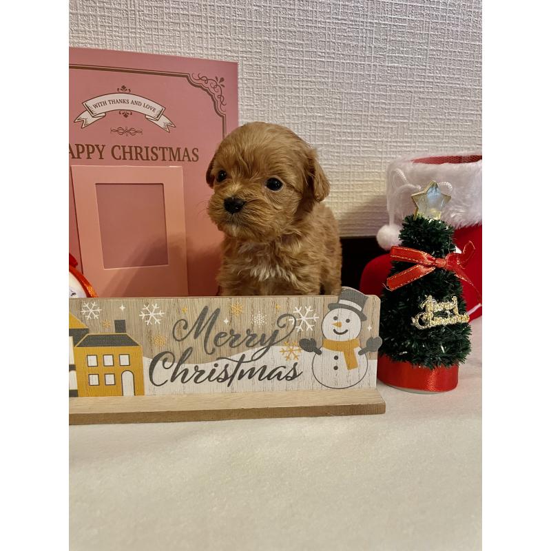 販売中の神奈川県のキャバプー:キャバリア×トイプードル-427646の4枚目