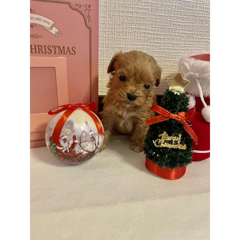 販売中の神奈川県のキャバプー:キャバリア×トイプードル-427646の3枚目