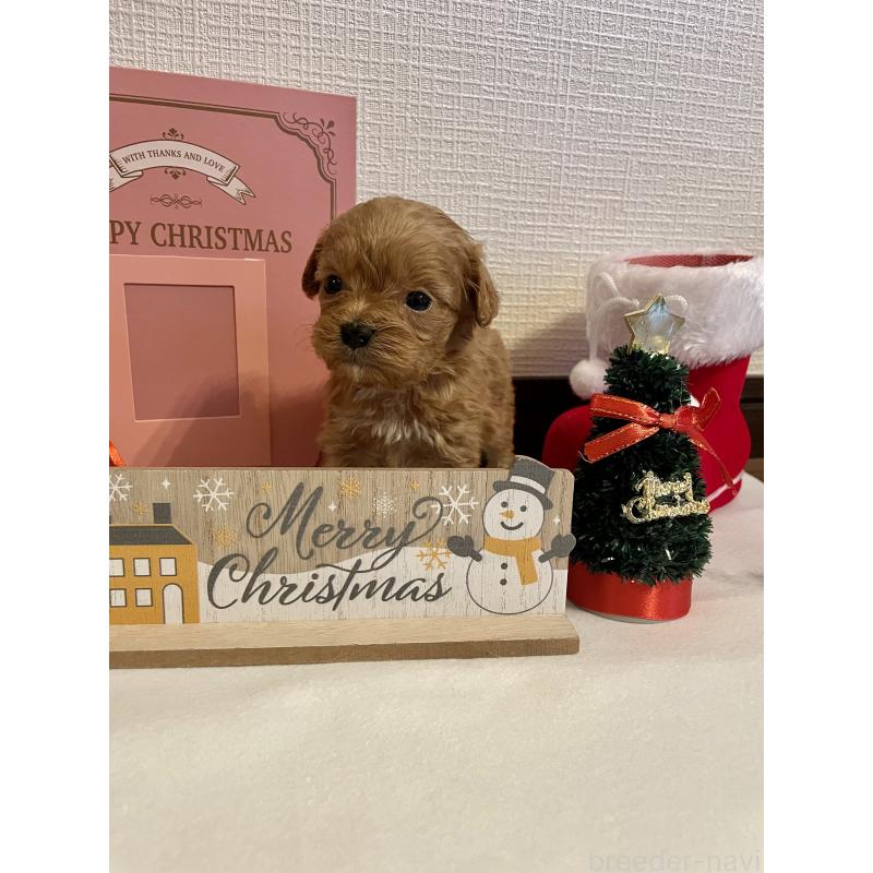 販売中の神奈川県のキャバプー:キャバリア×トイプードル-427646の2枚目