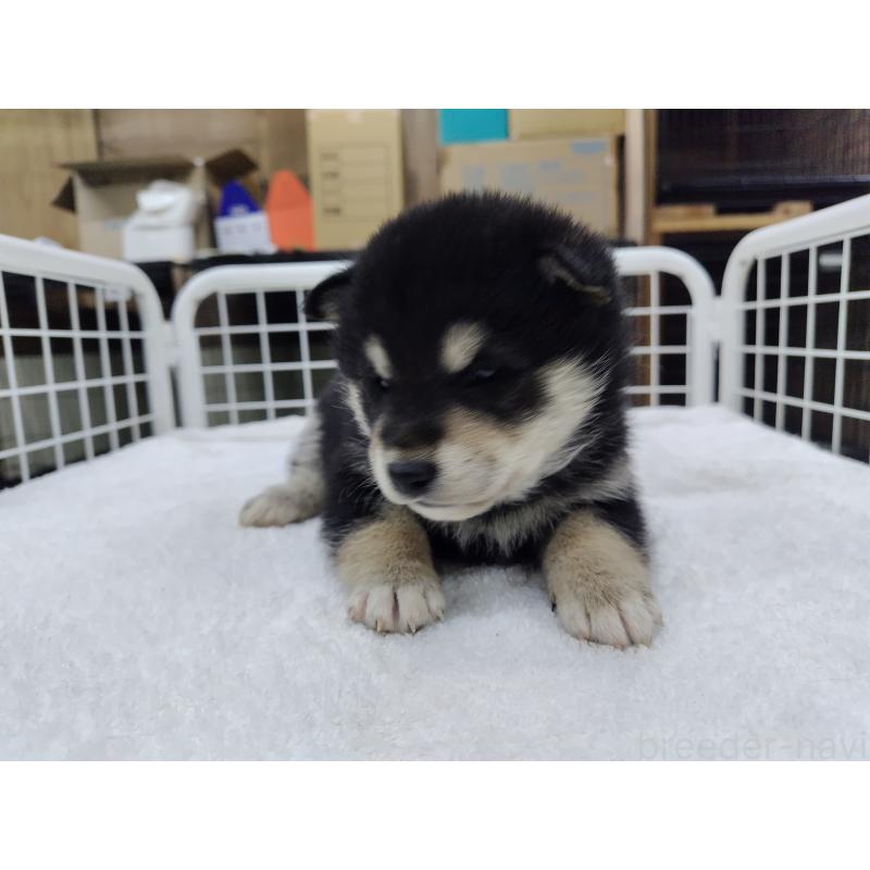 販売中の大阪府の柴犬-428383の3枚目