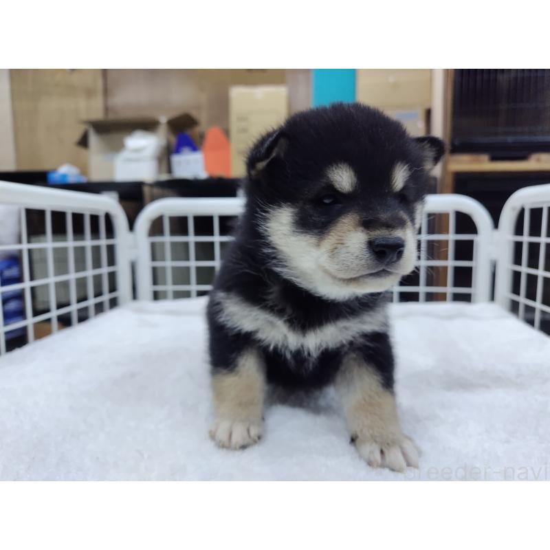 販売中の大阪府の柴犬-428383の2枚目