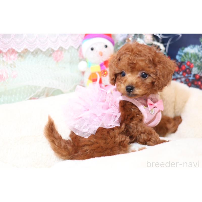 成約済の大阪府のティーカッププードル-425749の5枚目