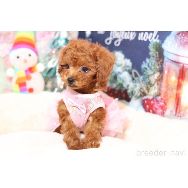 成約済の大阪府のティーカッププードル-425749の4枚目