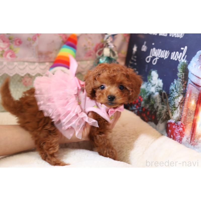 成約済の大阪府のティーカッププードル-425749の3枚目