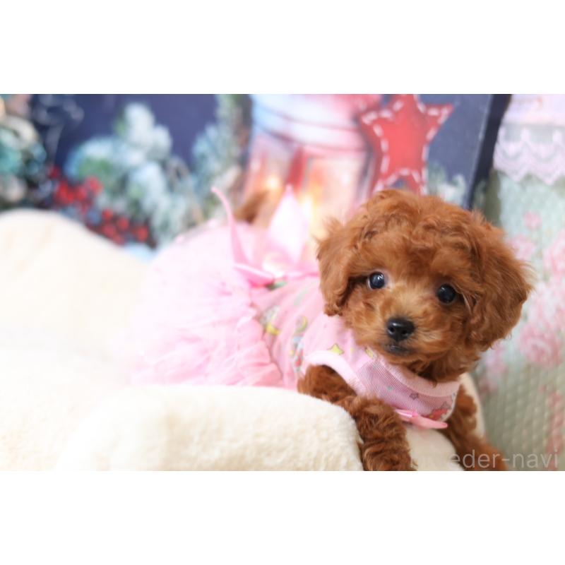 成約済の大阪府のティーカッププードル-425749の2枚目