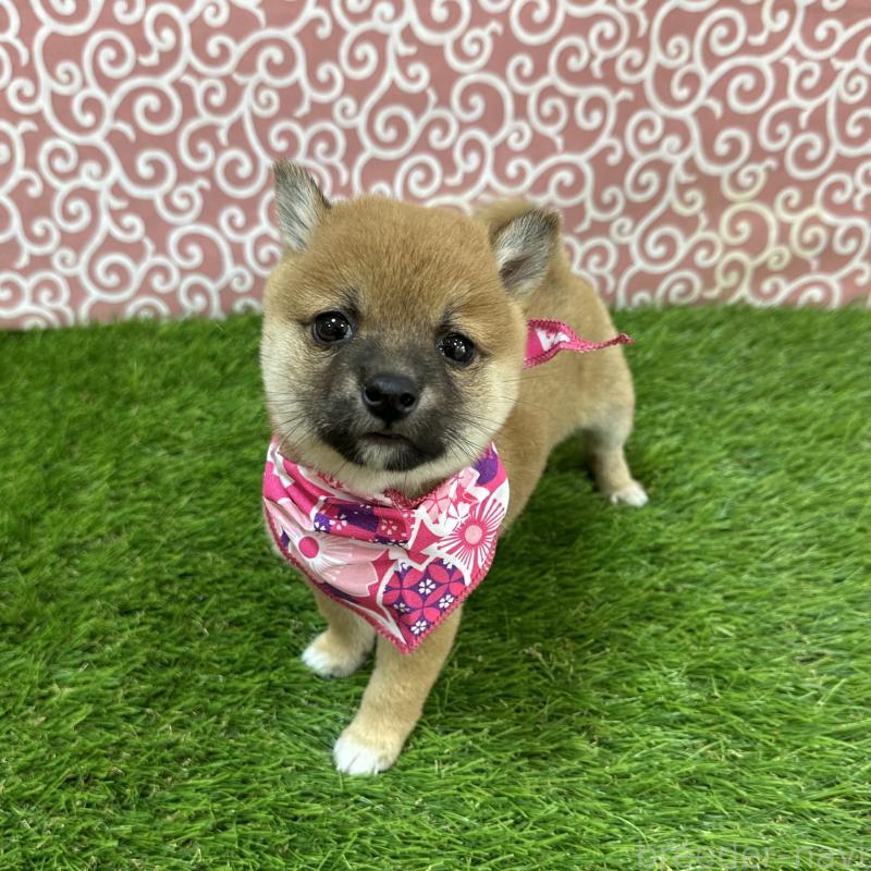 販売中の広島県の豆柴-428384の4枚目