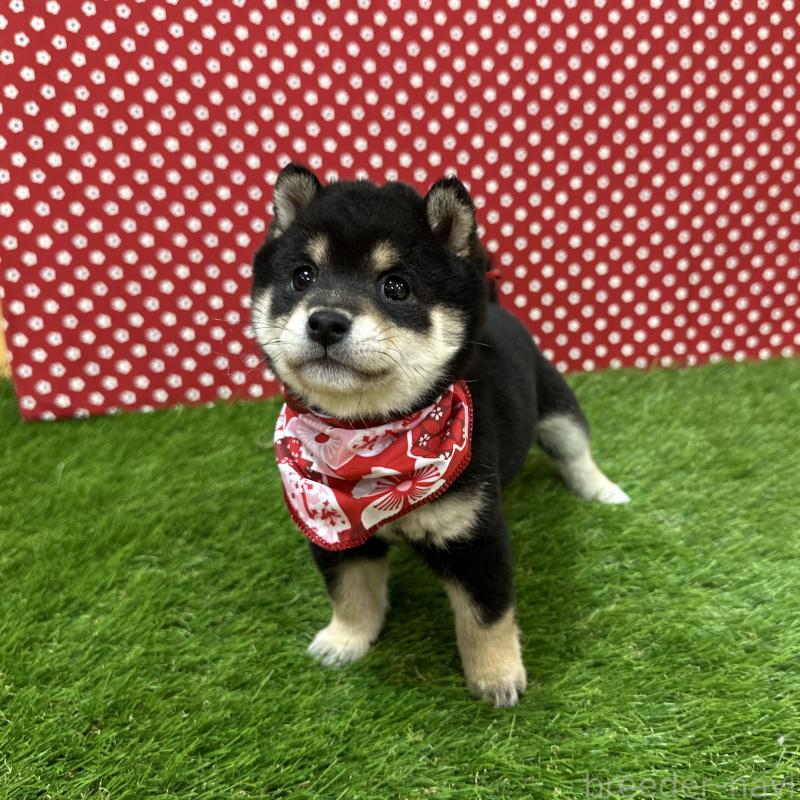 販売中の広島県の豆柴-428385の4枚目