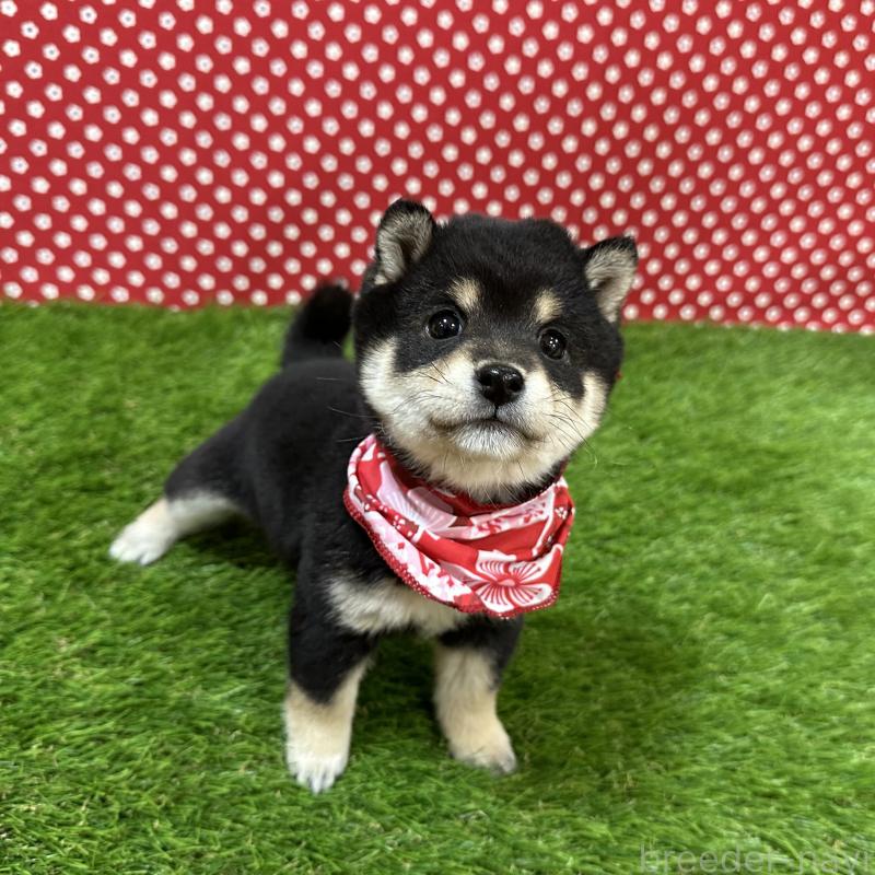 販売中の広島県の豆柴-428385の3枚目