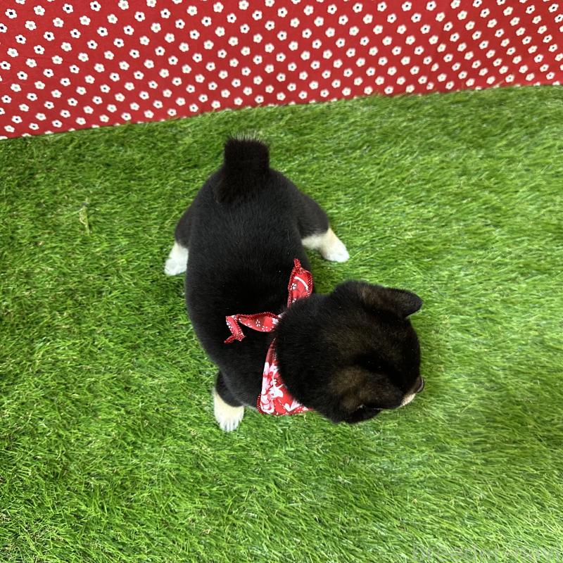 販売中の広島県の豆柴-428385の2枚目