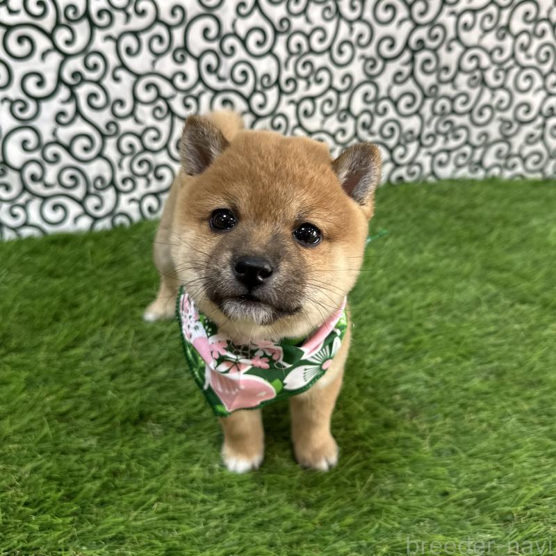 販売中の広島県の豆柴-428386の4枚目