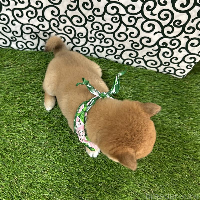 販売中の広島県の豆柴-428386の3枚目