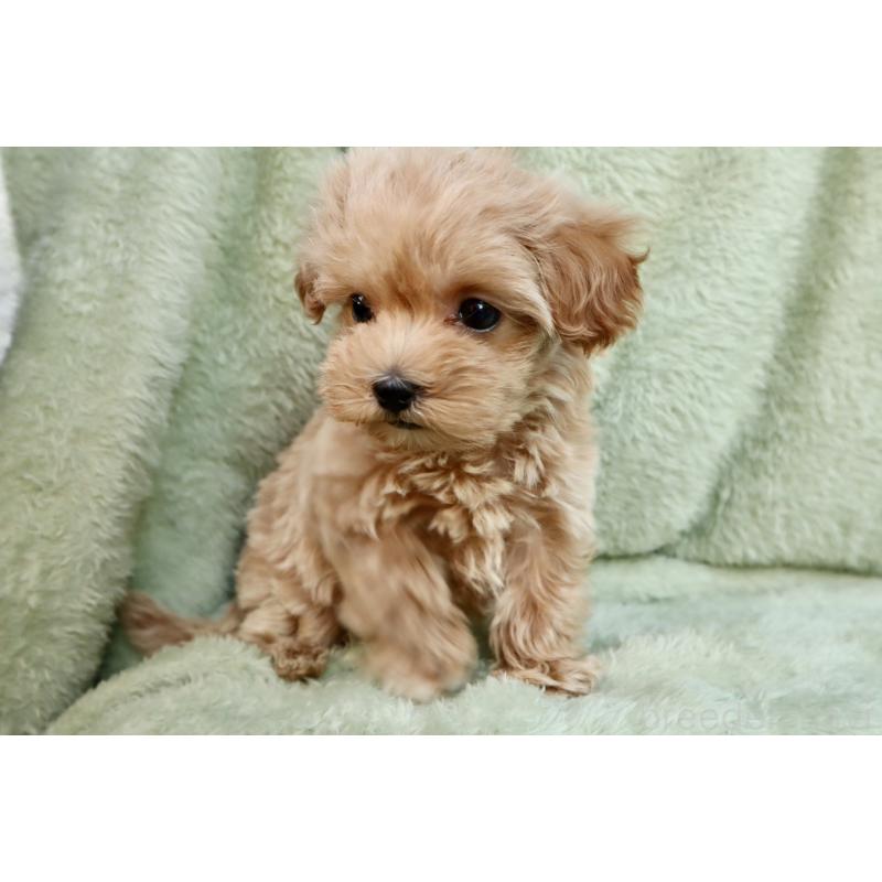 販売中の東京都のマルプー:マルチーズ×トイプードル-428387の5枚目