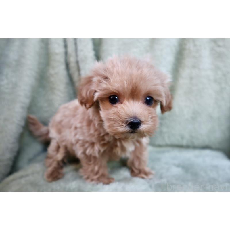 販売中の東京都のマルプー:マルチーズ×トイプードル-428387の4枚目