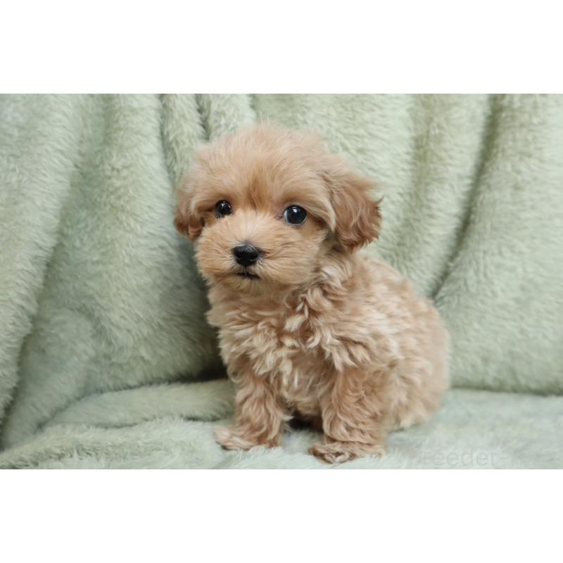 販売中の東京都のマルプー:マルチーズ×トイプードル-428387の3枚目