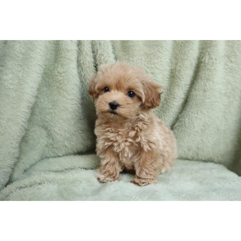 販売中の東京都のマルプー:マルチーズ×トイプードル-428387の2枚目