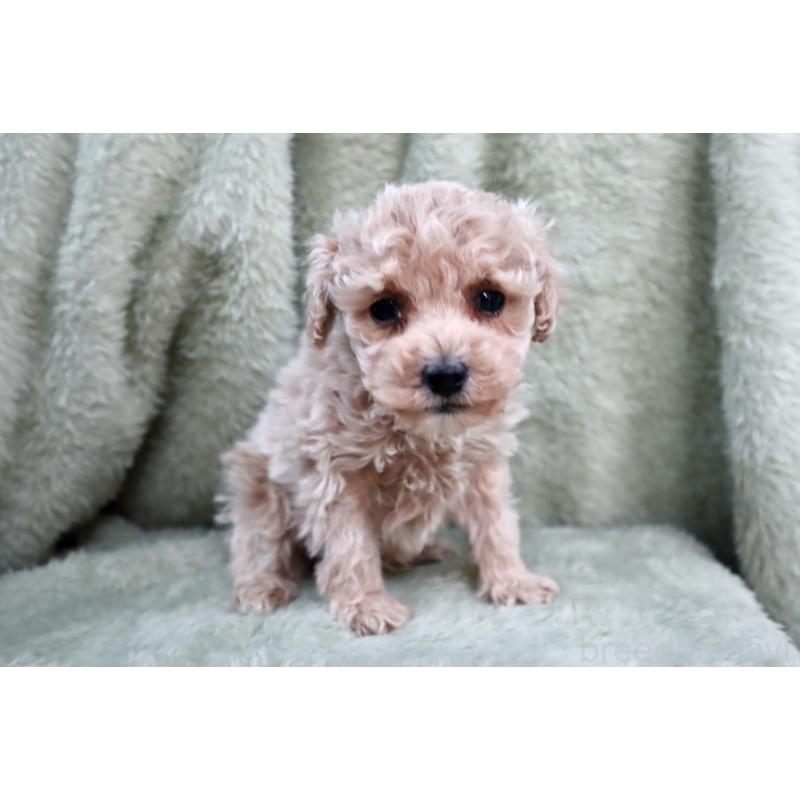 販売中の東京都のマルプー:マルチーズ×トイプードル-428388の5枚目