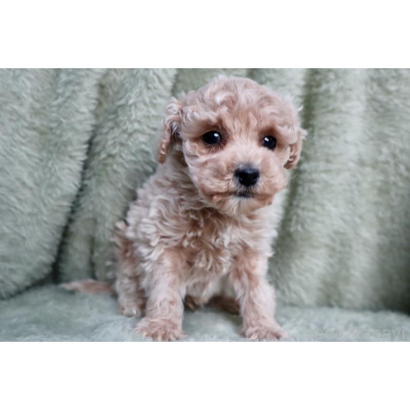 販売中の東京都のマルプー:マルチーズ×トイプードル-428388の4枚目