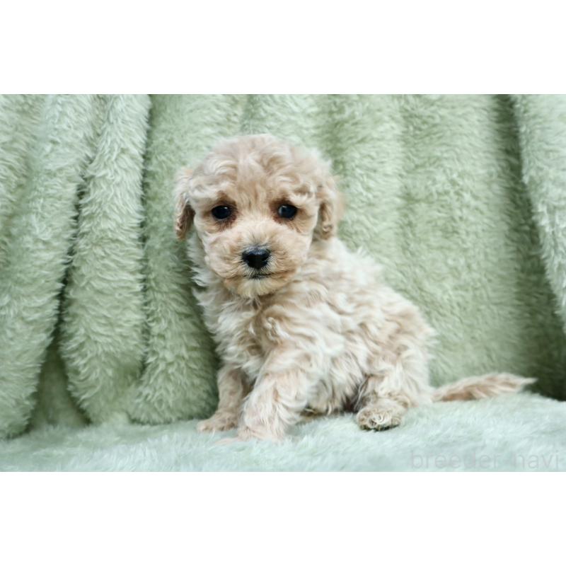 販売中の東京都のマルプー:マルチーズ×トイプードル-428388の3枚目