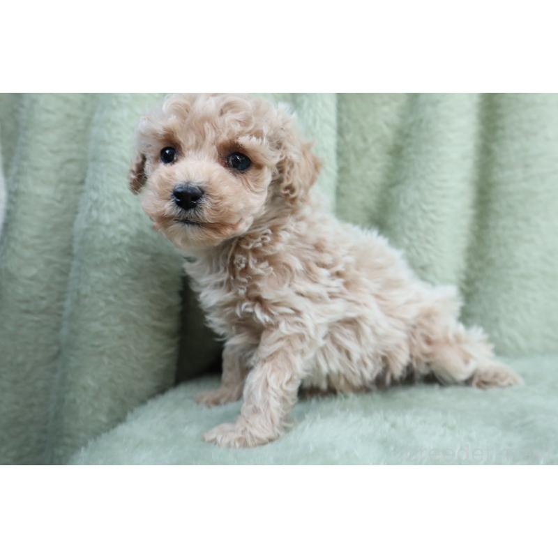 販売中の東京都のマルプー:マルチーズ×トイプードル-428388の2枚目