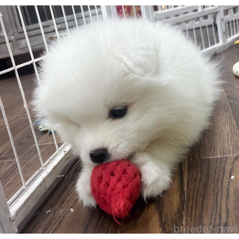 成約済の東京都のサモエド-426589の8枚目