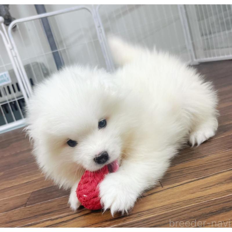 成約済の東京都のサモエド-426589の7枚目