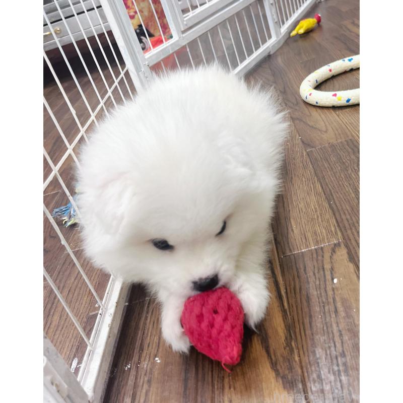 成約済の東京都のサモエド-426589の6枚目