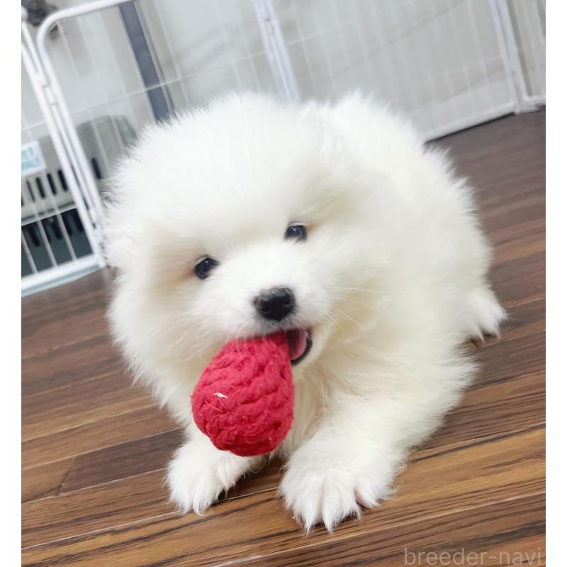 成約済の東京都のサモエド-426589の4枚目