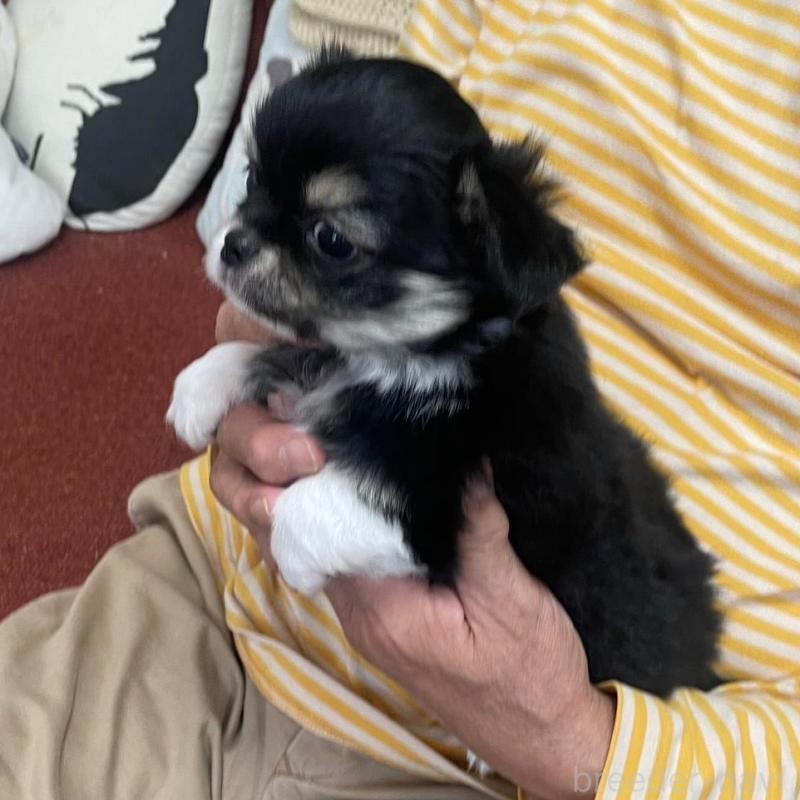 販売中の静岡県のチワワ(ロングコート)-428389の3枚目