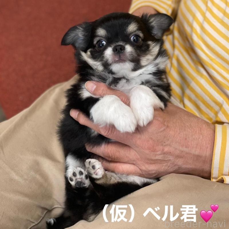 販売中の静岡県のチワワ(ロングコート)-428389の1枚目