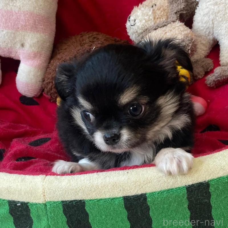 販売中の静岡県のチワワ(ロングコート)-428389の2枚目