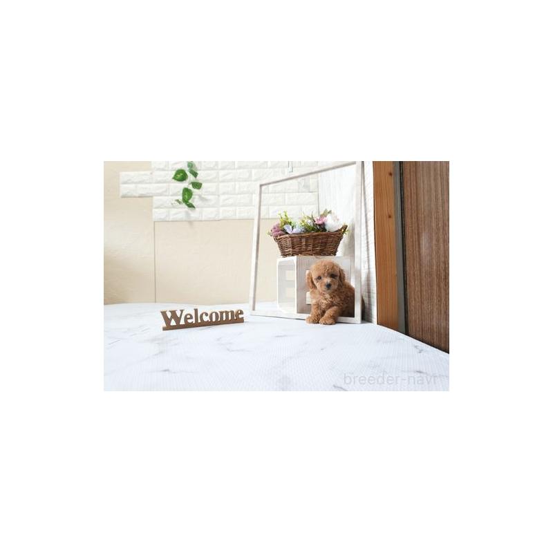 販売中の滋賀県のトイプードル-428390の4枚目