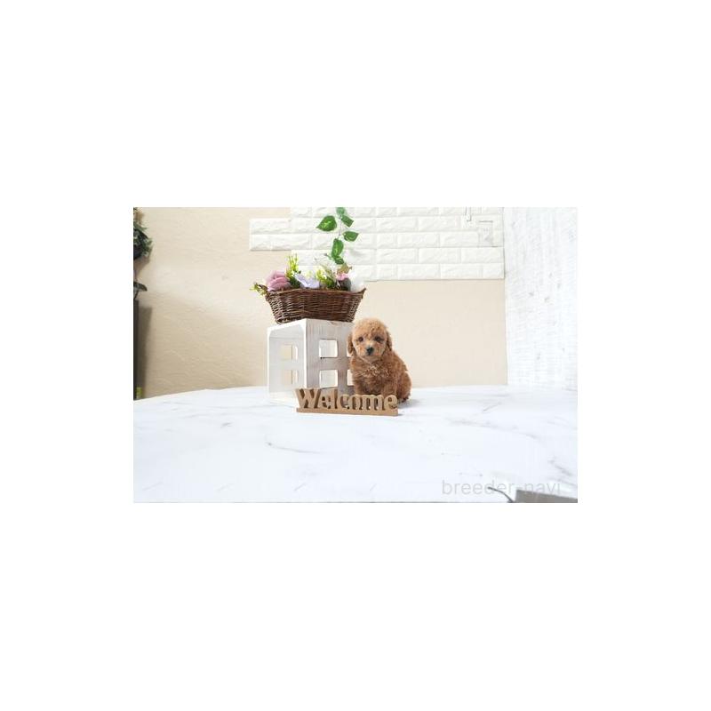 販売中の滋賀県のトイプードル-428390の2枚目