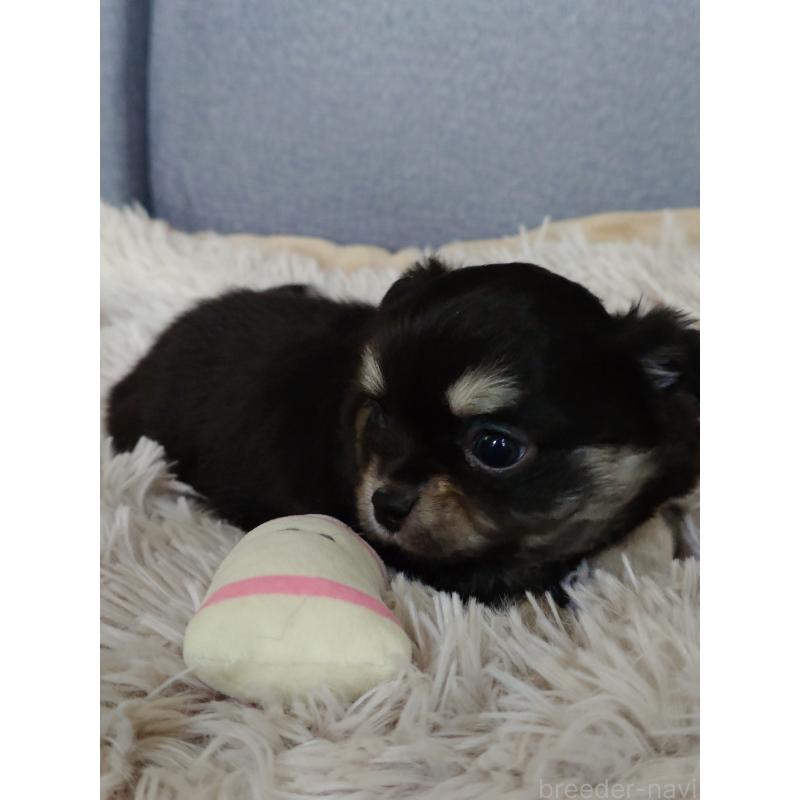 販売中の滋賀県のチワワ(ロングコート)-428392の4枚目