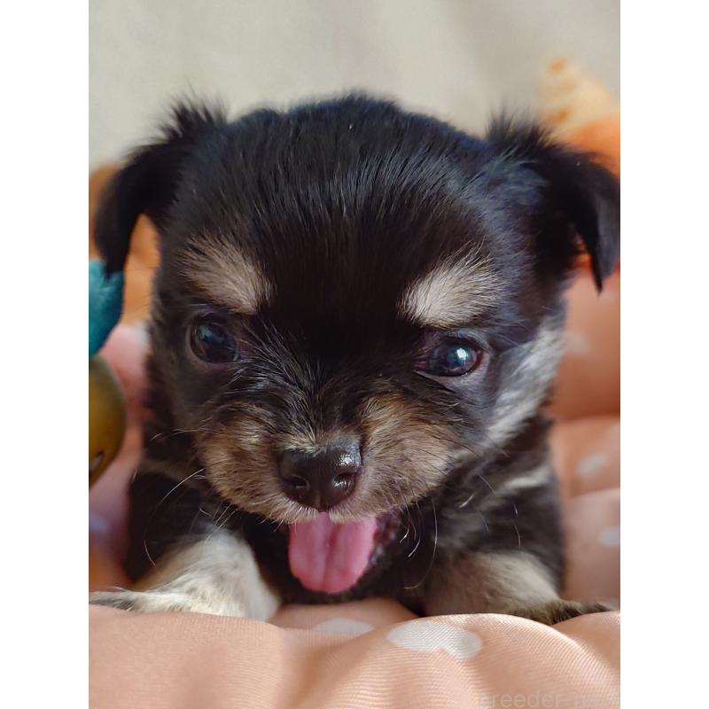 販売中の滋賀県のチワワ(ロングコート)-428392の2枚目